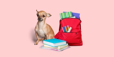 Canvas Print - Cute small dog and school backpack with stationery