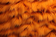 abstract background texture of fluffy fur of bright orange color