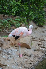 Sticker - Pink flamingo in park Tenerife (Canary Spain) - animal background