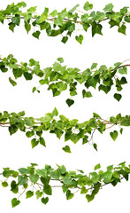 Wall Mural - Collection of vine green ivy plants, leaves tropic hanging, border decoration plants. Isolated on a transparent background. PNG, cutout, or clipping path.