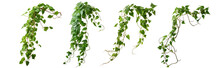 Set Of Green Leaves From Javanese Treebine Or Grape Ivy (Cissus Spp.), A Jungle Vine And Hanging Ivy Plant Bush Foliage, Isolated On A White Background With A Clipping Path.