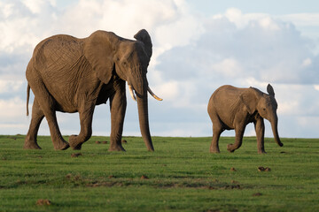 An African Elephant and a baby Elephant walking in sync across the African Savanna in Ol Pejeta Conservancy, Kenya.