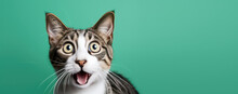 Surprised Shocked Cat Face With Open Mouth And Big Eyes Isolated On Flat Green Background. Pet Shop Banner Template With Copy Space. 