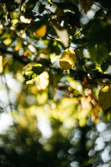 Wall Mural - autumn leaves in the sun