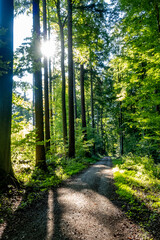 Wall Mural - Licht und Schatten auf dem Waldweg