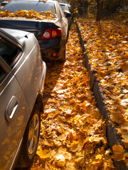 Wall Mural - Many yellow autumn leaves on the road, sidewalk and parked cars in the city