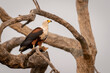 © Designpics - African fish eagle standing in tree holding fish under its foot, Chobe National Park, Botswana