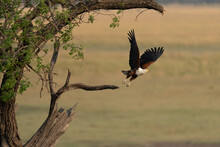 An African Fish Eagle (Haliaeetus Vocifer) With Dangling Legs As It Lifts Its Wings Taking Off From A Dead Branch And Flies Away From The Tree On The Savannah, Chobe National Park; Chobe, Botswana