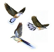 Watercolor Painting Set Of Black-billed Cuckoos Flying Isolated On A White Background