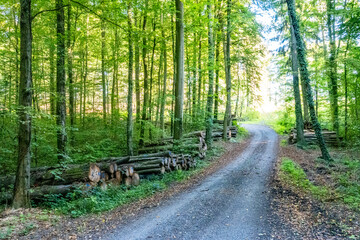 Wall Mural - Licht und Schatten auf dem Waldweg