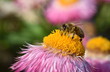 Biene auf einer Garten-Strohblume