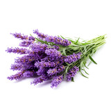 Fototapeta Lawenda - Lavender flowers delicate color isolated on white background close-up