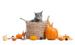 Cute cat in basket with pumpkins and fallen leaves on white background. Thanksgiving Day celebration