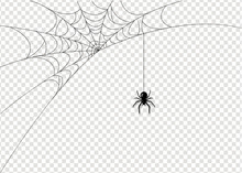 Spider With Isolated White Background