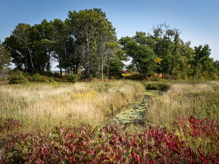 Wall Mural - landscape of Minnesota countryside trees with autumn colors of yellow and brown