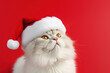 © Екатерина Ракунова - A white persian cat wearing a red Santa hat and looking up. Isolated on red studio background, flat light, design, free space, copy space. Close up portrait of a cute pet.