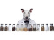 Pharmacist Bull Terrier Transparent