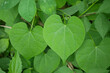 Close-up green vine heart shaped leaf.