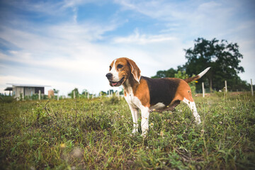 Wall Mural - A cute tri-color beagle dog smiling while standing  on the green grass in the farm in evening.