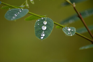 Water droplets highlighting the leaf in close up