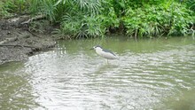 Black Crowned Night Heron  Stands In The Lake
