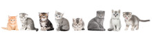Set Of Cute Cat Isolated