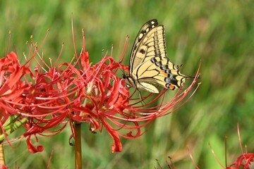 Poster - Old world swallowtail (Papilio machaon) and Red spider lily flowers.Lepidoptera Papilionidae butterfly.