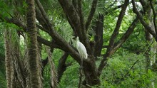 White Crane Bird Standing On Branch Of Tree See Around In The Area
