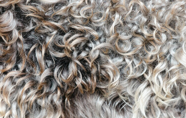 Canvas Print - Hair on a sheep as an abstract background. Texture