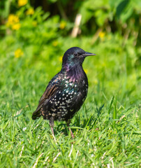 Wall Mural - Portrait of a black starling on green grass