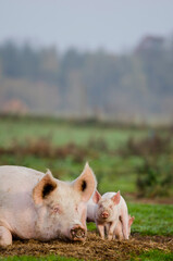 Wall Mural - piglets and their mother in the wild on a sustainable organic farm