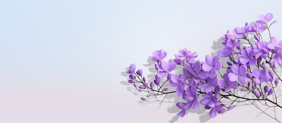 Aufkleber - Native to South America the Jacaranda flower is isolated on a isolated pastel background Copy space