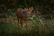 Southern pudu, Pudu puda, male the nature habitat, forest in China. Pudu green grass, feeding leaves in the forest, nature wildlife. Small brown Asia deer feeding in the green vegetation.