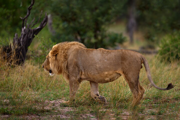 Wall Mural - Lion in Okavango delta, Africa. Walking big cat.