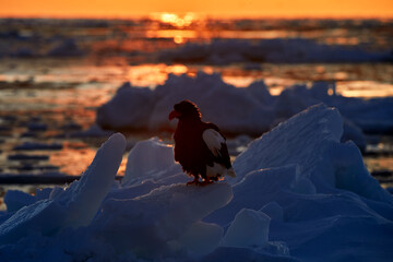 Wall Mural - Arctic sunset. Winter sunrise with eagle. Steller's sea eagle, Haliaeetus pelagicus, morning twilight, Hokkaido, Japan. Eagle floating in sea on ice. Wildlife behavior, nature.