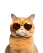 © Breyenaiimages - close-up photo of a cool cat posing wearing glasses and looking cool isolated on a white background