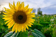 Closeup of a sunflower on a field