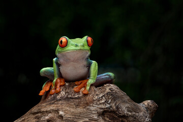 Wall Mural - Red-eyed Tree Frog (Agalychnis callidryas).