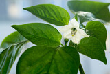 Fototapeta  - Biały kwiat papryki.