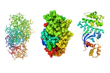 Poster - Maternal embryonic leucine zipper kinase in complex with an inhibitor. Molecular models and ribbons diagram based on protein data bank entry 5mai. Rainbow coloring from N to C. 3d illustration