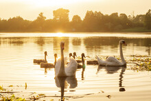 Elegant White Swans And Bunch Of Babies Flowing On Water Near Shore In Non-urban Area Against Landscape At Sunset.