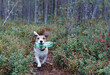 Dog running by path in forest holding plastic bottle helping clean up litter from nature