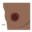 Woman leaking breast realistic image. Part of breast of dark skin female with nipple and drops of milk, areola and Montgomery's glands represented.