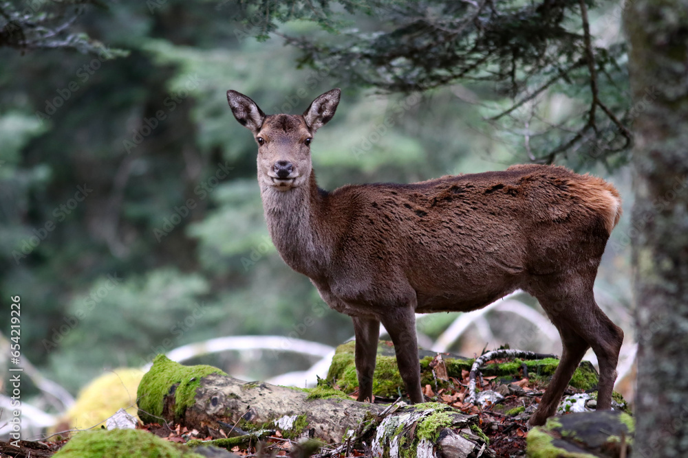Video Comment Faire Une Biche Avec Du Bois