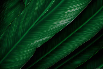  Tropical Banana Leaf Texture in Garden, Abstract Green Leaf, Large Palm Foliage Nature Dark Green Background.