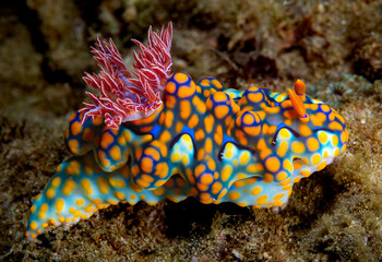 Wall Mural - Miamira nudibranch