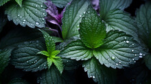  Shiso leaves after the rain, raindrops still remaining on the green leaves
