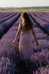 Back view of a woman walking along the rows of a lavender field