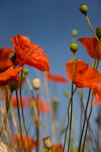 Red Poppy Flowers And Buds
