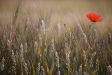 Close Up Of Wheat Stalks And Red Poppy Flower
